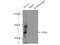 Intraflagellar Transport 57 antibody, 11083-1-AP, Proteintech Group, Immunoprecipitation image 