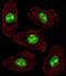 Nucleophosmin 1 antibody, GTX81996, GeneTex, Immunocytochemistry image 