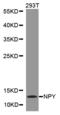 Neuropeptide Y antibody, MBS126549, MyBioSource, Western Blot image 