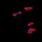 Prostaglandin D2 receptor antibody, orb315671, Biorbyt, Immunofluorescence image 