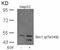 SHC-transforming protein 1 antibody, GTX50325, GeneTex, Western Blot image 