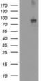 Inactive dipeptidyl peptidase 10 antibody, NBP2-01249, Novus Biologicals, Western Blot image 