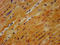 Ganglioside expression factor 2 antibody, LS-C211626, Lifespan Biosciences, Immunohistochemistry paraffin image 