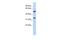 Zinc finger protein 36, C3H1 type-like 2 antibody, PA5-40708, Invitrogen Antibodies, Western Blot image 