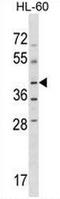 NPR2 Like, GATOR1 Complex Subunit antibody, AP52920PU-N, Origene, Western Blot image 
