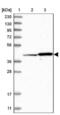 O-Sialoglycoprotein Endopeptidase Like 1 antibody, NBP1-85928, Novus Biologicals, Western Blot image 