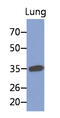 Microfibril Associated Protein 4 antibody, MBS200276, MyBioSource, Western Blot image 