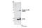 Eukaryotic Translation Initiation Factor 4E Binding Protein 1 antibody, 9456S, Cell Signaling Technology, Western Blot image 