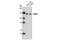Amyloid Beta Precursor Protein Binding Family A Member 2 antibody, 12731S, Cell Signaling Technology, Western Blot image 