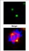 Gamma-tubulin complex component 4 antibody, NBP2-16628, Novus Biologicals, Immunofluorescence image 