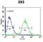 Nucleosome Assembly Protein 1 Like 1 antibody, abx030849, Abbexa, Western Blot image 