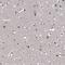 Vestigial Like Family Member 4 antibody, NBP1-81543, Novus Biologicals, Immunohistochemistry frozen image 