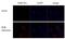 Influenza B Virus Hemagglutinin antibody, PA5-34975, Invitrogen Antibodies, Immunofluorescence image 