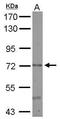 Cerebral Endothelial Cell Adhesion Molecule antibody, GTX123293, GeneTex, Western Blot image 