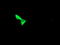 Chaperonin Containing TCP1 Subunit 8 Like 2 antibody, LS-C337849, Lifespan Biosciences, Immunofluorescence image 