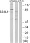EPS8 Like 1 antibody, LS-C119167, Lifespan Biosciences, Western Blot image 