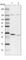 Translocase Of Inner Mitochondrial Membrane 29 antibody, HPA041858, Atlas Antibodies, Western Blot image 