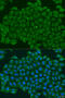 Troponin C2, Fast Skeletal Type antibody, 23-146, ProSci, Immunofluorescence image 