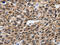 Small Ubiquitin Like Modifier 1 antibody, CSB-PA314476, Cusabio, Immunohistochemistry paraffin image 