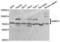 SRSF Protein Kinase 1 antibody, LS-C334342, Lifespan Biosciences, Western Blot image 