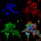 Adrenoceptor Alpha 2C antibody, 56529, QED Bioscience, Immunocytochemistry image 