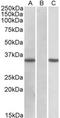 Cysteine Rich Secretory Protein 2 antibody, MBS422304, MyBioSource, Western Blot image 