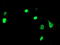 Uracil DNA Glycosylase antibody, TA503618, Origene, Immunofluorescence image 