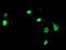 DGU antibody, TA503618, Origene, Immunofluorescence image 