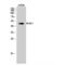 Arrestin Domain Containing 1 antibody, LS-C382129, Lifespan Biosciences, Western Blot image 
