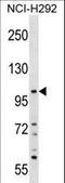 Pleckstrin Homology Domain Containing A6 antibody, LS-C158678, Lifespan Biosciences, Western Blot image 