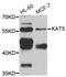 Lysine Acetyltransferase 5 antibody, orb247254, Biorbyt, Western Blot image 