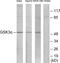 Glycogen Synthase Kinase 3 Alpha antibody, LS-C199030, Lifespan Biosciences, Western Blot image 