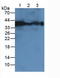 Carbonic Anhydrase 12 antibody, LS-C293157, Lifespan Biosciences, Western Blot image 