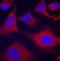 SRBP1 antibody, GTX30027, GeneTex, Immunocytochemistry image 