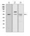 Amylase Alpha 1C (Salivary) antibody, GTX11728, GeneTex, Western Blot image 