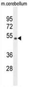 WD Repeat Domain 41 antibody, AP54543PU-N, Origene, Western Blot image 