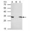 Tyrosine 3-Monooxygenase/Tryptophan 5-Monooxygenase Activation Protein Epsilon antibody, NBP1-32695, Novus Biologicals, Immunoprecipitation image 