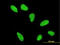 Histone Cluster 2 H2A Family Member A4 antibody, LS-C198550, Lifespan Biosciences, Immunofluorescence image 