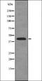Flap Structure-Specific Endonuclease 1 antibody, orb336165, Biorbyt, Western Blot image 