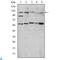 HIF1-alpha antibody, LS-C814020, Lifespan Biosciences, Western Blot image 
