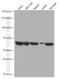 Catalase antibody, 66765-1-Ig, Proteintech Group, Western Blot image 