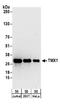 Thioredoxin Related Transmembrane Protein 1 antibody, A304-040A, Bethyl Labs, Western Blot image 