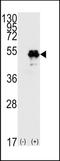p53 antibody, TA302001, Origene, Western Blot image 