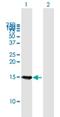 B9 Domain Containing 1 antibody, H00027077-B01P, Novus Biologicals, Western Blot image 