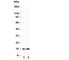 Insulin Like 3 antibody, R30221, NSJ Bioreagents, Western Blot image 