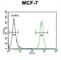 Cell Division Cycle 37 antibody, abx034179, Abbexa, Western Blot image 