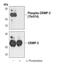 Dihydropyrimidinase Like 2 antibody, PA5-17130, Invitrogen Antibodies, Western Blot image 