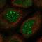 SPOC Domain Containing 1 antibody, HPA031713, Atlas Antibodies, Immunofluorescence image 