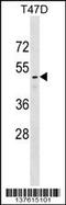 RELT TNF Receptor antibody, 59-313, ProSci, Western Blot image 