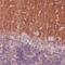 Tetraspanin 7 antibody, MA5-24593, Invitrogen Antibodies, Immunohistochemistry paraffin image 